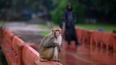 A monkey sits on a railing near India Gate during a downpour in New Delhi in September 24, 2022. (Photo by Sajjad HUSSAIN / AFP) (Photo by SAJJAD HUSSAIN/AFP via Getty Images)