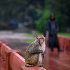 Un estudio advierte de un virus en monos está “preparado para contagiar” a humanos