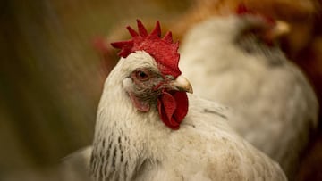 ANTALYA, TURKIYE - JUNE 14: A comb of rooster which is an indicator of health for chickens family in Antalya, Turkiye on June 14, 2022. While the red comb in chickens and roosters indicates that the animal is healthy, the change in colors on comb indicates disease. (Photo by Mustafa Ciftci/Anadolu Agency via Getty Images)