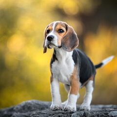 Dogs that beat the heat: These are the breeds that best tolerate high temperatures