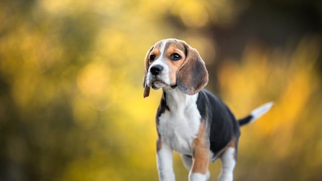 Dogs that beat the heat: These are the breeds that best tolerate high temperatures