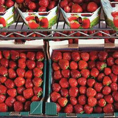 ¿Qué es el boicot a la fresa y por qué desde Alemania no quieren comprar la fresa española?