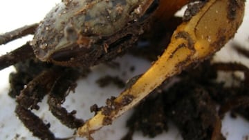 A study has focused on a semi-terrestrial crab whose relationship with plastic may not be as beneficial as once believed.