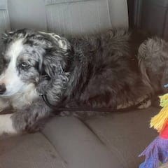 Un perro aparece en Murcia tras caer de un barco que iba a Ibiza