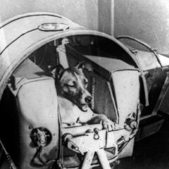 Rómulo, Remo y Khaleesi: los últimos animales que han hecho historia