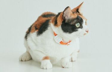 LavvieTag, así es la nueva banda deportiva para gatos