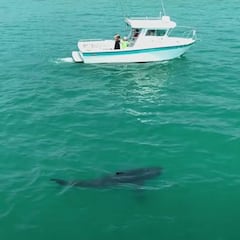 Alerta en EE UU por un gran depredador: el tiburón blanco vuelve a las costas