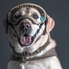 Frida; La perrita rescatista del S19, se jubila tras homenaje