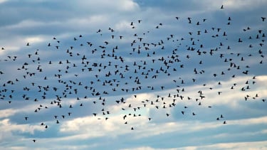 Contando días y palomas