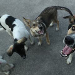 Mailman reunites with furry friend: Adopts dog from his route after it lands in a shelter