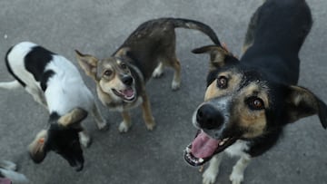 Mailman reunites with furry friend