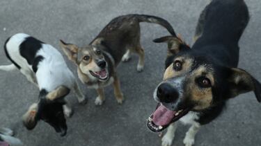 Mailman reunites with furry friend
