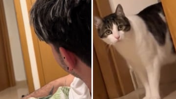 Prueba la llamada viral para que venga tu gato y la cara que le pone el felino es histórica