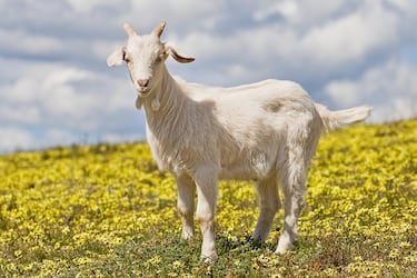 Por fin podrás ser una cabra virtual con Goat Simulator