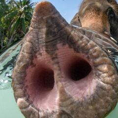 Estas son las mejores fotos submarinas del año