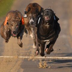 El SOS del deporte con animales