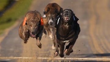 Una carrera de galgos.