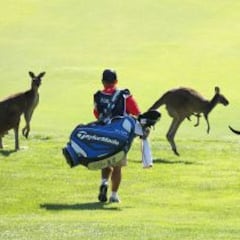 ¿Por qué hay tantos canguros en Australia?