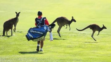 El caddie de Peter Lawrie camina entre canguros durante el primer día de la Perth International en el lago Karrinyup Country Club el 17 de octubre de 2013 en Perth, Australia.