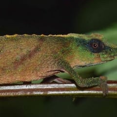 Encuentran una especie de camaleón que se temía extinta