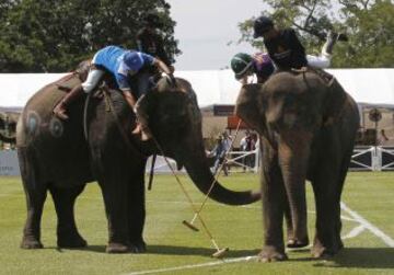 Las curiosas imágenes del polo sobre elefantes