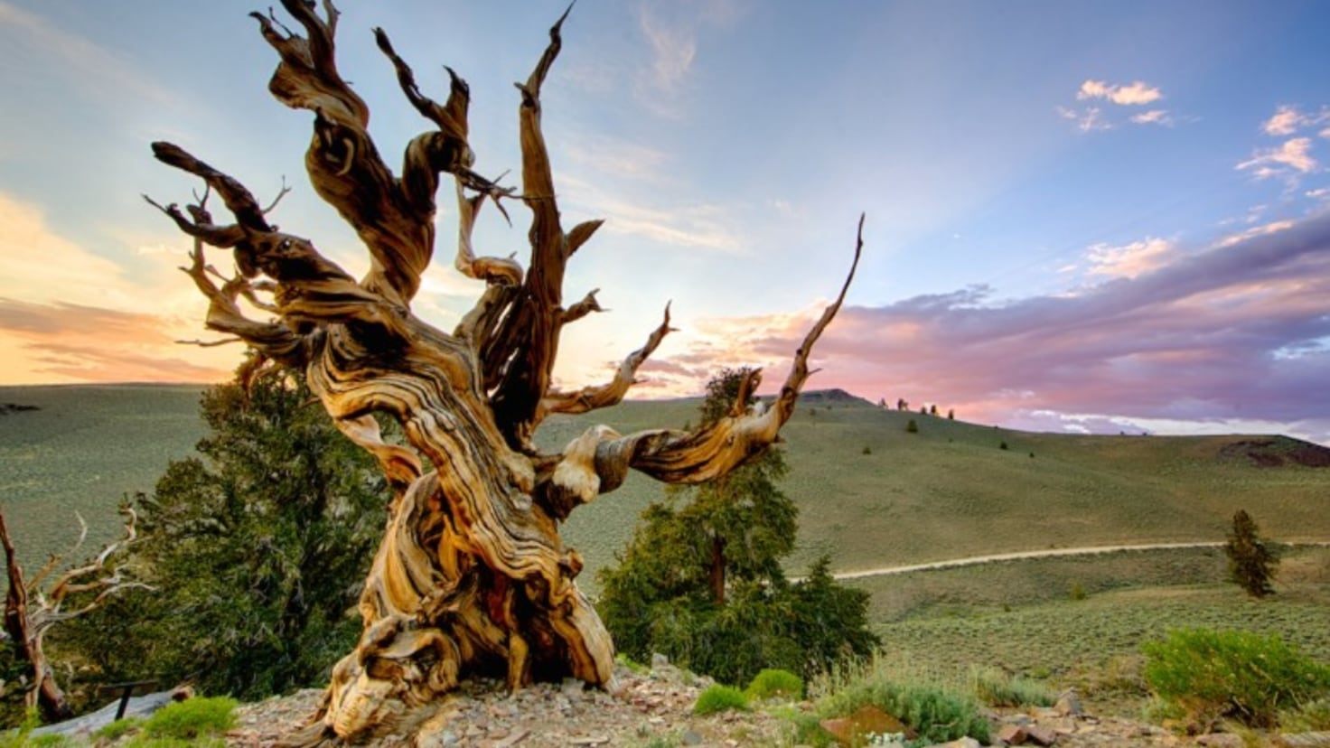 Prometheus, the 5,000-year-old tree, chopped down accidentally by a ...