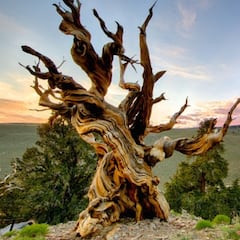 Prometheus, the world’s oldest tree, was cut down by a scientist after 5,000 years: “I knew it was quite old”