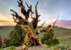 Prometheus, the world’s oldest tree, was mistakenly cut down by a scientist after 5,000 years: “I knew it was quite old”