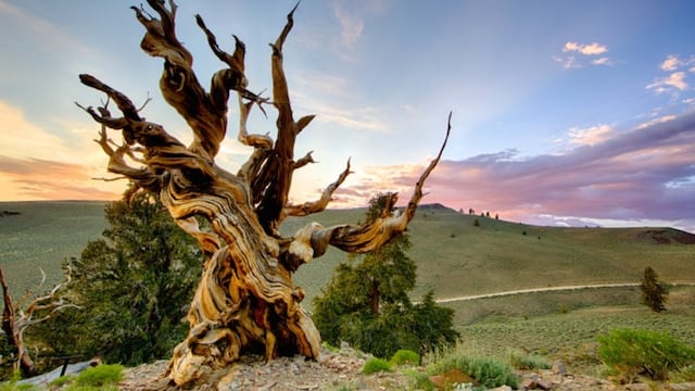 In 1964, a scientific error killed a thousand-year-old pine tree and forever changed the way the oldest trees on Earth are protected.