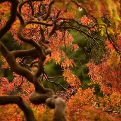 ¿Por qué el otoño empieza algunos años el día 22 y otros el día 21, 23 o 24?