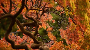 Este domingo 22 de septiembre inicia el otoño, pero ¿por qué a veces empieza el 21, 23 o 24 de septiembre? Te explicamos.