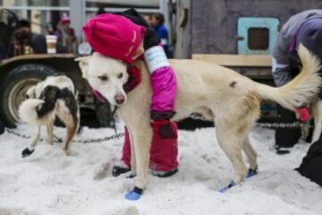 Acto ceremonial del comienzo de la carrera de trineos con perros que se celebró el pasado sábado en Anchorage, Alaska.