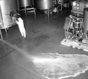Vacían más de 60.000 litros de vino de la bodega José Moro: un vídeo capta las imágenes