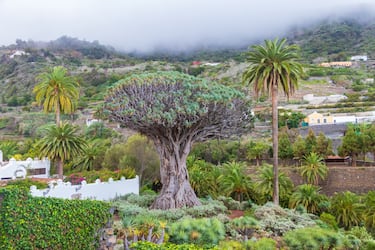 Este emblemático drago canario, con más de 800 años de vida, es uno de los símbolos naturales de Canarias. Su imponente copa y su tronco ramificado lo convierten en un auténtico monumento vegetal, rodeado de leyendas y admirado por visitantes de todo el mundo.