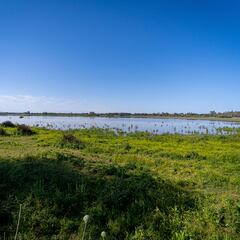 ¿Qué está pasando en Doñana, qué dice la Ley de Regadío y cuál es la postura de la UE?