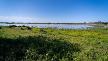 Parque Nacional de Do?ana, a 22 de abril de 2023, en Sevilla, (Andaluc¨ªa, Espa?a). El 25 de abril de 1998 se produjo el desastre de Aznalc¨®llar, un desastre ecol¨®gico producido por un vertido de lodos t¨®xicos, que lleg¨® al parque Nacional y Natural de Do?ana, por la rivera del r¨ªo Guadiamar. La cat¨¢strofe fue causada por la rotura de la Balsa Minera de Aznalc¨®llar, propiedad de la empresa sueca Boliden.
22 ABRIL 2023
Francisco J. Olmo / Europa Press
21/04/2023