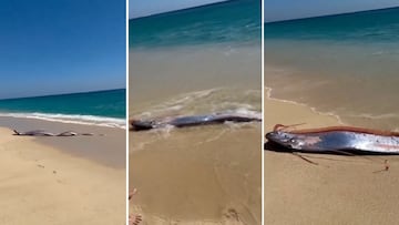 Turistas estadounidenses hallaron en una playa de Cabo San Lucas, Baja California Sur un avistamiento de peces remo gigantes.