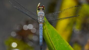 A dragonfly was seen in Beddagana Wetland Park in Colombo, Sri Lanka, on February 11, 2023. Beddagana Wetland Park is located in the heart of the administrative capital, Sri Jayewardenepura Kotte, and is minutes away from the hustle and bustle of the city. The park's location within the declared Sri Jayewardenepura Kotte Bird Sanctuary and highly urban built environment sets the stage for its paradigmatic importance. This 18-hectare territory is home to many aquatic birds and many other faunal species, such as butterflies, dragonflies, and mammals native to Sri Lankan and Asian wetlands. Apart from that, this marsh area is a popular stopover for migratory birds. During the migratory season, one can see large flocks of shorebirds or waders, such as plovers and sandpipers. (Photo by Thilina Kaluthotage/NurPhoto via Getty Images)