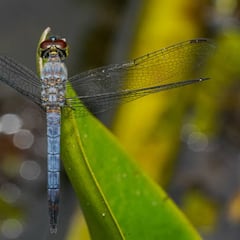 La razón por la que algunos animales cambian de color