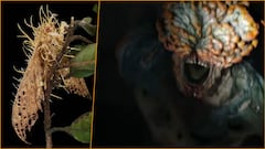 El hongo causante del virus de The Last of Us es real: ¿qué es y cómo actúa el Cordyceps?
