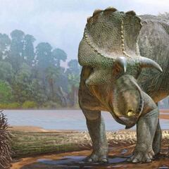 Menefeeceratops Sealeyi: el dinosaurio de hace 82 millones de años pariente del Triceratops