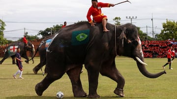 Elephants kick-off World Cup fever in Thailand