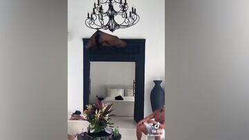 Top contender for video of the summer: a giant bat, a monkey, and a surprised stranger!