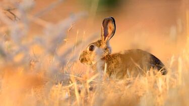 Descaste, ¿sí o no?