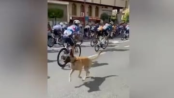 Se vivieron momentos de tensión en la localidad riojana de Haro cuando el animal traspasó la zona acordonada y salió al paso de la carrera justo cuando llegaban los ciclistas a gran velocidad.