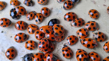 Ladybugs in a home