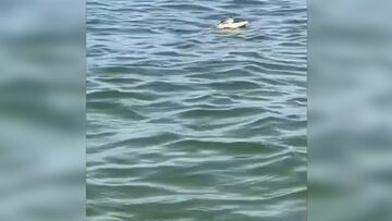 Alligator alarm: reptile spotted swimming in Lake Erie, shocking swimmers