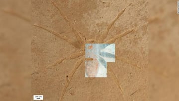 araña fosilizada
