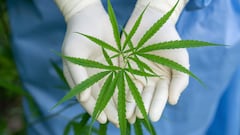 James Swartz, professor at UIC, on the rise of scromiting: “Cannabinoid hyperemesis syndrome is real”