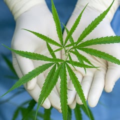 Un nuevo estudio revela la posible relación entre la marihuana y la demencia en sólo 5 años